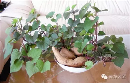 土培紅薯凹造型圖片