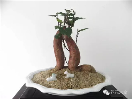 土培紅薯凹造型美圖