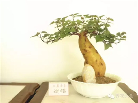 土培紅薯凹造型欣賞