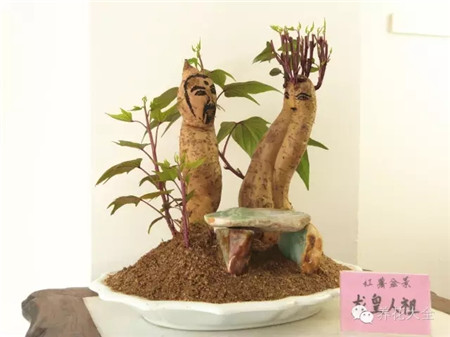 土培紅薯凹造型美圖欣賞