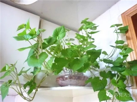 紅薯藤蔓顯秀麗