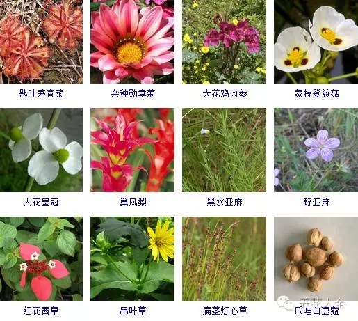 288種草本植物，沒見過的趕緊收起來~