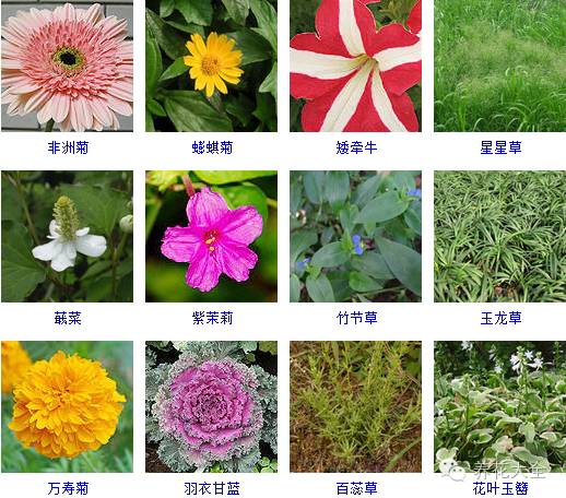 288種草本植物，沒見過的趕緊收起來~