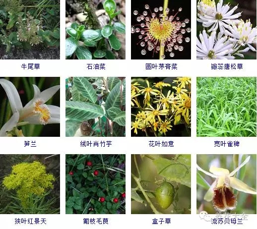288種草本植物，沒見過的趕緊收起來~