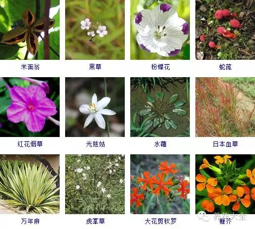 288種草本植物，沒見過的趕緊收起來~