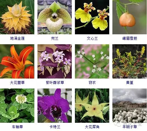 288種草本植物，沒見過的趕緊收起來~