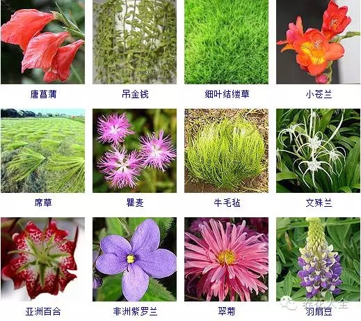 288種草本植物，沒見過的趕緊收起來~