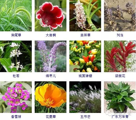 288種草本植物，沒見過的趕緊收起來~