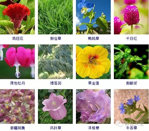 288種草本植物，沒見過的趕緊收起來~