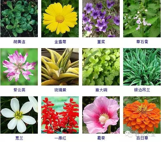 288種草本植物，沒見過的趕緊收起來~