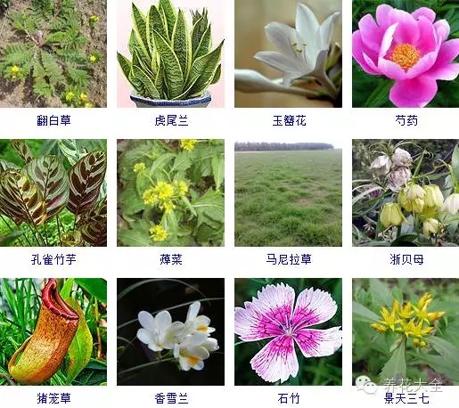288種草本植物，沒見過的趕緊收起來~