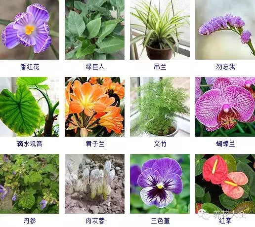 288種草本植物，沒見過的趕緊收起來~