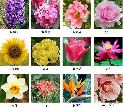 288種草本植物，沒見過的趕緊收起來~