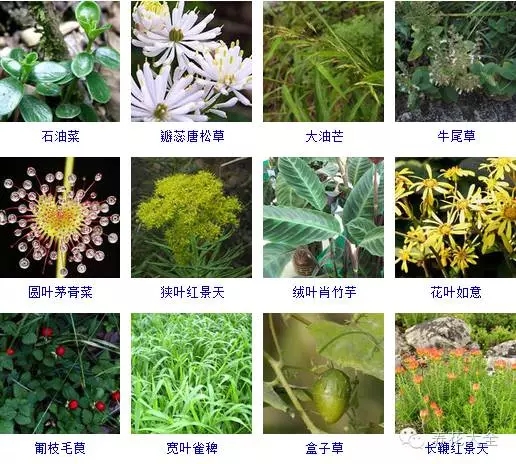 288種草本植物，沒見過的趕緊收起來~