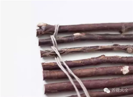將枝條并排綁起來