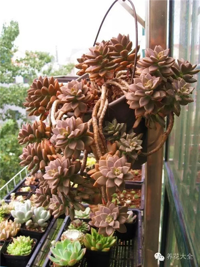 掛起來的姬朧月