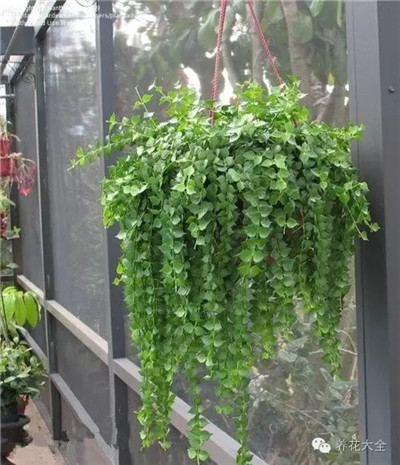 吊起來的百萬心