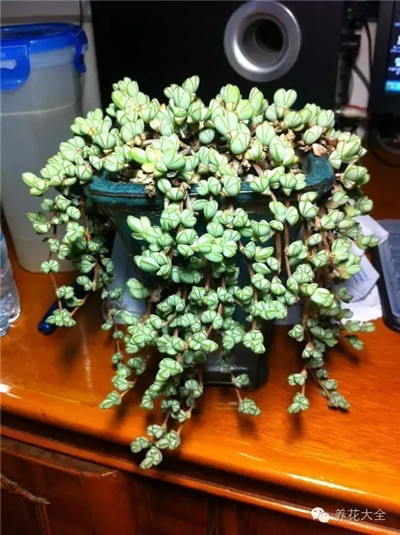  碧玉蓮養(yǎng)護方法