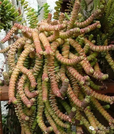 錢串養(yǎng)護方法