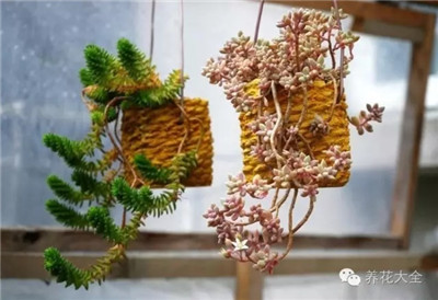 吊起來的丸葉姬秋麗