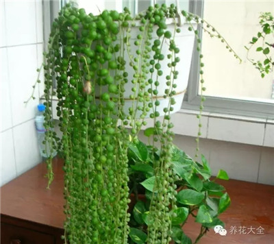 佛珠養(yǎng)護技巧