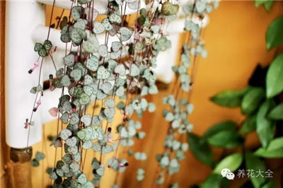 愛之蔓養(yǎng)護技巧