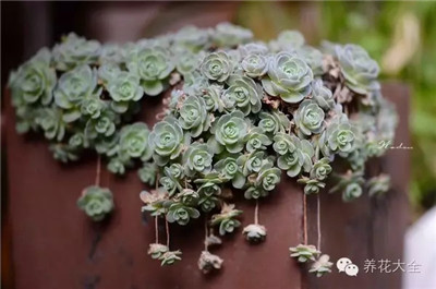 子持蓮華養(yǎng)護技巧