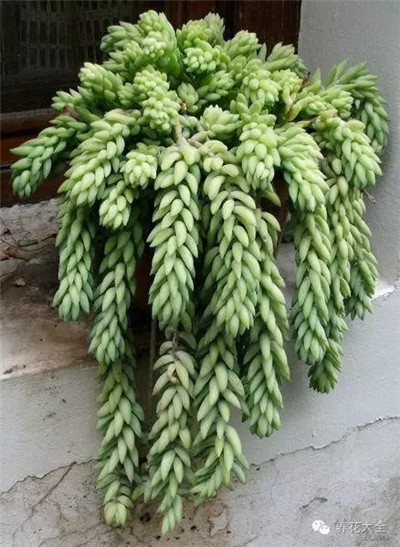 玉珠簾養(yǎng)殖方法