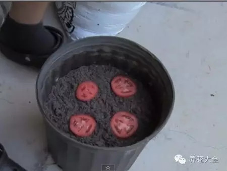第三步 將西紅柿平放到花盆里