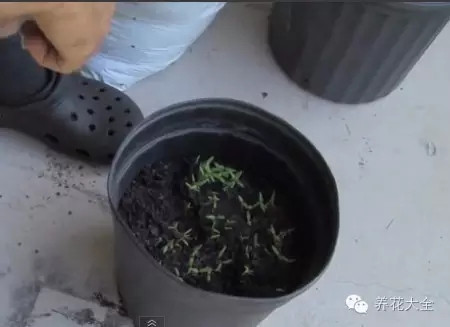 第五步 約1到兩周