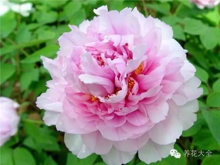 牡丹、玫瑰、水仙、百合、蘭花等