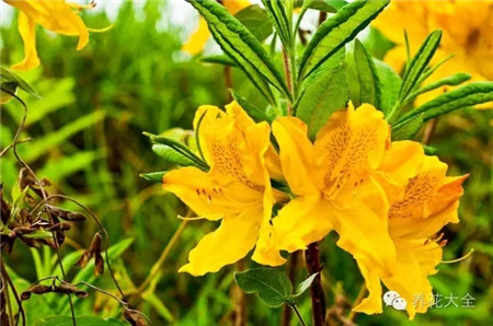 黃色、白色杜鵑花