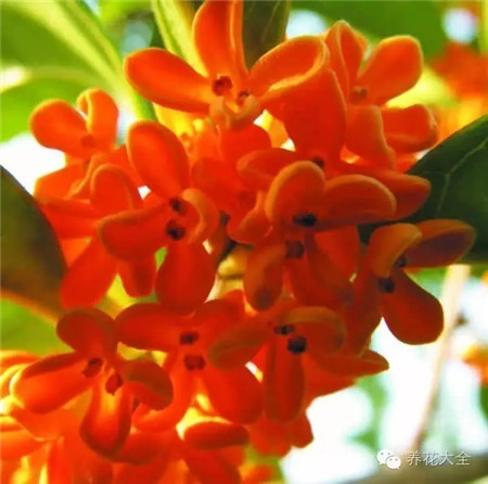 含羞草、狀元紅（桂花品種）等
