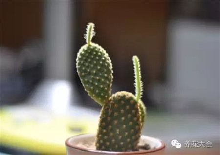 仙人掌護(hù)理