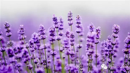 薰衣草美圖
