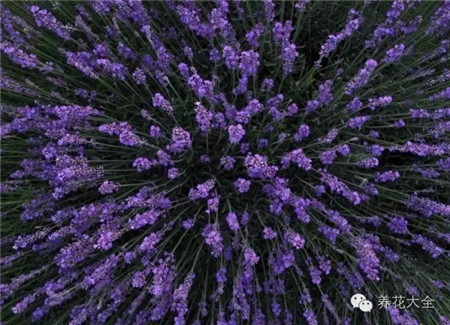 薰衣草護(hù)理