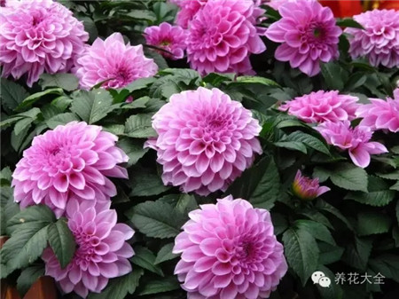 大麗花養(yǎng)護技巧