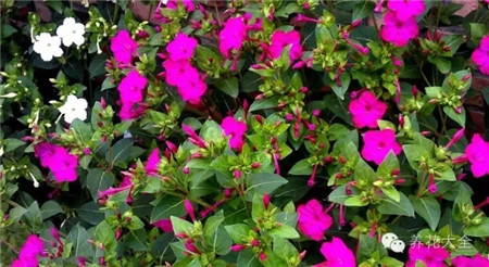 紫茉莉養(yǎng)護方法