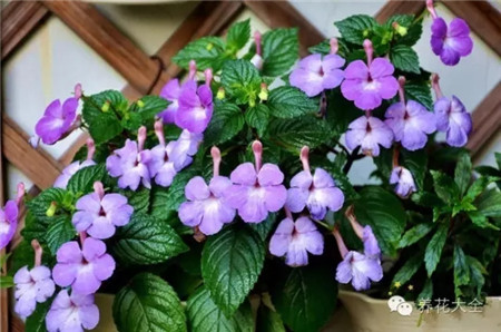 長筒花養(yǎng)護方法