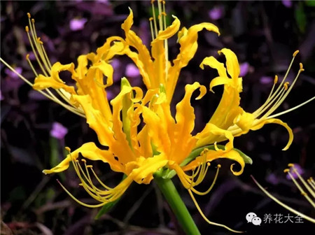 石蒜養(yǎng)護方法