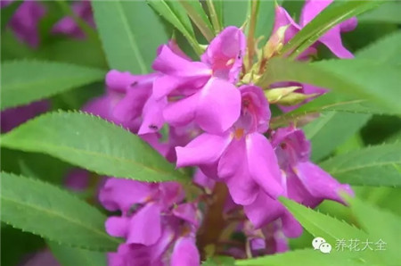 鳳仙花養(yǎng)護技巧