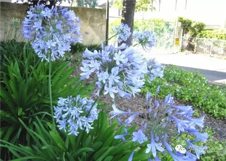 百子蓮養(yǎng)護方法