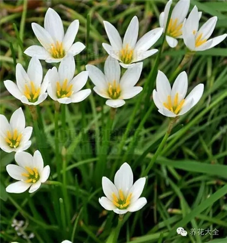 蔥蘭養(yǎng)護方法