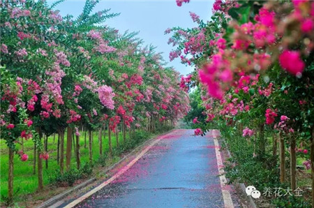 紫薇養(yǎng)護要點