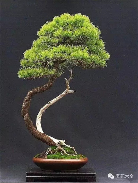 舍利干美圖欣賞