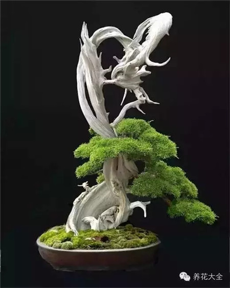 舍利干盆景圖片