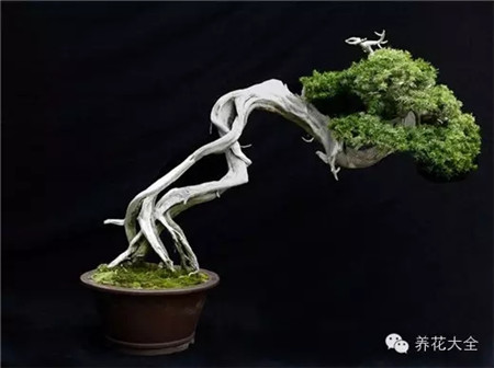 舍利干圖片欣賞