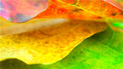 各種顏色的葉子