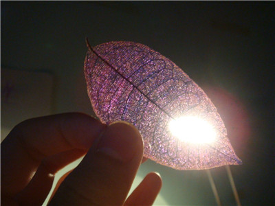 燈光下的葉子