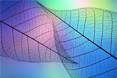 交錯(cuò)的葉脈